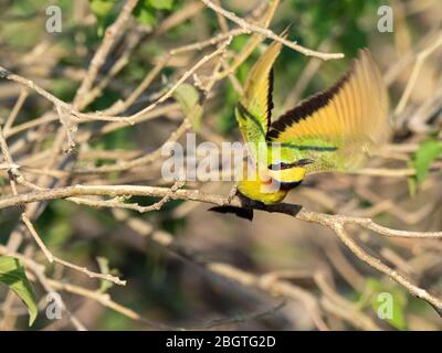 Ein erwachsener kleiner Bienenfresser, Merops pusillus, der im Chobe National Park, Botswana, fliegt. Stockfoto