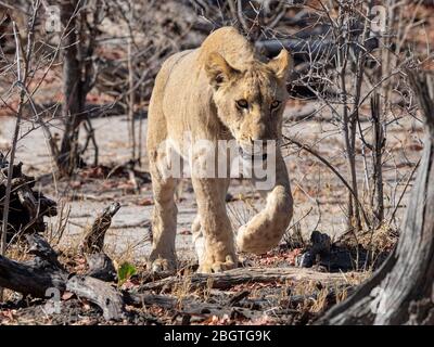 Eine Erwachsene Löwin, Panthera leo, auf der Reise im Chobe National Park, Botswana, Südafrika. Stockfoto