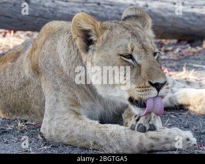 Eine Erwachsene Löwin, Panthera leo, Kopf Detail in Chobe National Park, Botswana, Südafrika. Stockfoto