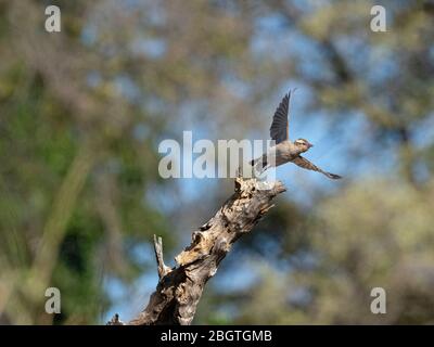 Jungtier-Weißbrauenspatzen-Weberin, Plokepasser mahali, fliegt im Chobe National Park, Botswana, Südafrika. Stockfoto