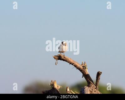 Jungtier-Weißbrauenspatzen-Weberin, Plokepasser mahali, im Chobe-Nationalpark, Botswana, Südafrika. Stockfoto