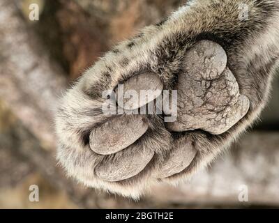 Ein ausgewachsener Leopard, Panthera pardus, hinten Pfote Detail im Chobe National Park, Botswana, Südafrika. Stockfoto
