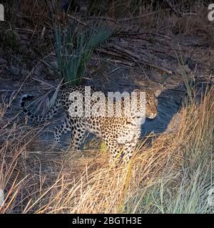 Ein ausgewachsener Leopard, Panthera pardus, bei Nacht im Okavango Delta, Botswana, Südafrika. Stockfoto