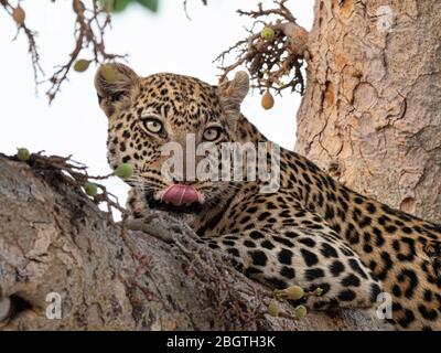 Ein ausgewachsener Leopard, Panthera pardus, der in einem Baum im Okavango Delta, Botswana, Südafrika, ruht. Stockfoto