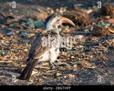 Ein erwachsener Rotschnabelhornvogel, Tockus erythrorhynchus, der nach Insekten im Chobe National Park, Botswana, Südafrika, foriert. Stockfoto