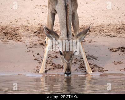 Weibchen Greater Kudu, Tragelaphus strepsiceros, Trinkwasser im Chobe National Park, Botswana, Südafrika. Stockfoto