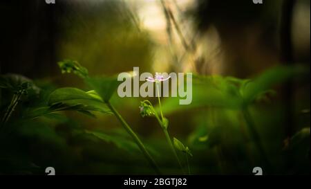 Einzelne Claytonia sibirica Blume von Flora Stängel in einem Park im Sonnenuntergang umgeben. Bonbonblüte in einem Feld von grünen Blättern. Stockfoto