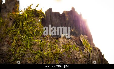 Moosiger Baumstumpf mit Sonnenflair mitten am Nachmittag Stockfoto