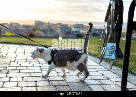 Eine kurzhaarig-graue Hauskatze mit Tabby geht draußen auf einer Terrasse, während sie in einer Gurtzeuge mit dem Sonnenuntergang über einem Tal dahinter läuft. Stockfoto