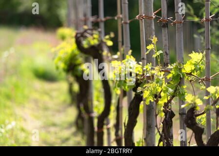 Weinrebe im Frühling. Trauben in den Bergen der Toskana, gibt es auf jedem Grundstück. Eine mehrjährige Rebe, die gut gepflegt ist. Stockfoto