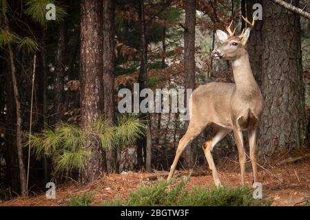 Junger Bukhirsch im Kiefernwald Stockfoto