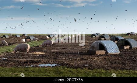 Fütterungszeit - Schweine im Feld mit Möwen oberhalb-Southwold, November 2015 Stockfoto