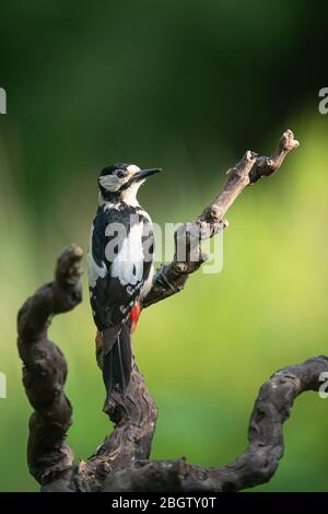 Buntspecht Stockfoto