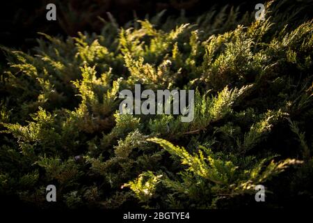 Posen, Wielkopolska, Polen. April 2020. Internationaler Tag Der Mutter Erde. Im Bild: Der Botanische Garten der Adam Mickiewicz Universität in Poznan. Quelle: Dawid Tatarkiewicz/ZUMA Wire/Alamy Live News Stockfoto