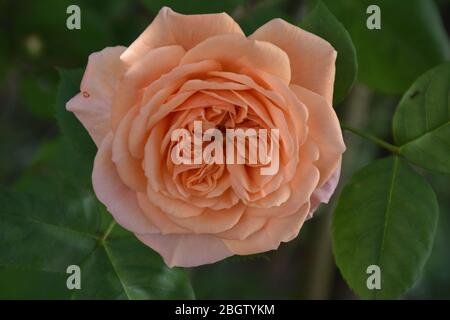 Eine samtige Rosenblüte, aprikosenfarben, mit verschwommenen grünen Blättern im Hintergrund Stockfoto