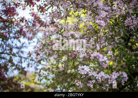 Posen, Wielkopolska, Polen. April 2020. Internationaler Tag Der Mutter Erde. Im Bild: Der Botanische Garten der Adam Mickiewicz Universität in Poznan. Quelle: Dawid Tatarkiewicz/ZUMA Wire/Alamy Live News Stockfoto