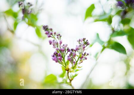 Posen, Wielkopolska, Polen. April 2020. Internationaler Muttertag im Botanischen Garten der Adam Mickiewicz Universität in Poznan. Im Bild: Flieder. Quelle: Dawid Tatarkiewicz/ZUMA Wire/Alamy Live News Stockfoto