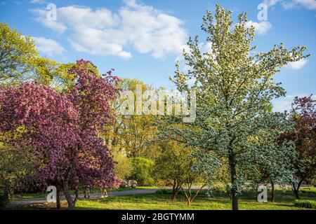 Posen, Wielkopolska, Polen. April 2020. Internationaler Tag Der Mutter Erde. Im Bild: Der Botanische Garten der Adam Mickiewicz Universität in Poznan. Quelle: Dawid Tatarkiewicz/ZUMA Wire/Alamy Live News Stockfoto