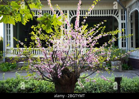 Posen, Wielkopolska, Polen. April 2020. Internationaler Tag Der Mutter Erde. Im Bild: Der Botanische Garten der Adam Mickiewicz Universität in Poznan. Quelle: Dawid Tatarkiewicz/ZUMA Wire/Alamy Live News Stockfoto