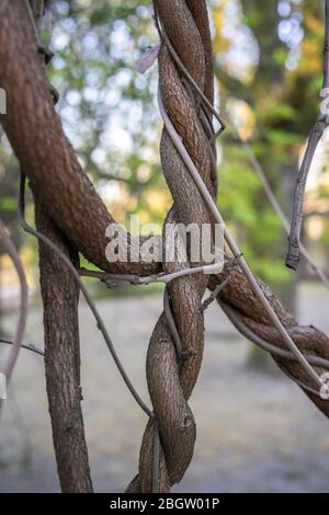 Posen, Wielkopolska, Polen. April 2020. Internationaler Tag Der Mutter Erde. Im Bild: Der Botanische Garten der Adam Mickiewicz Universität in Poznan. Quelle: Dawid Tatarkiewicz/ZUMA Wire/Alamy Live News Stockfoto