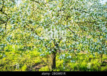 Posen, Wielkopolska, Polen. April 2020. Internationaler Tag Der Mutter Erde. Im Bild: Der Botanische Garten der Adam Mickiewicz Universität in Poznan. Quelle: Dawid Tatarkiewicz/ZUMA Wire/Alamy Live News Stockfoto