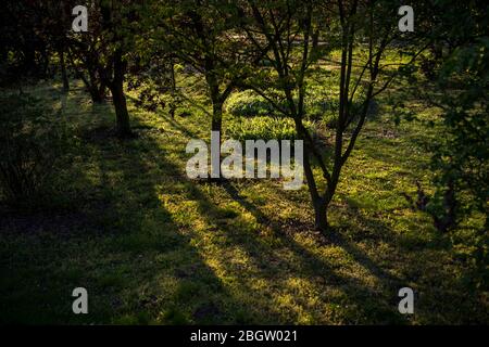 Posen, Wielkopolska, Polen. April 2020. Internationaler Tag Der Mutter Erde. Im Bild: Der Botanische Garten der Adam Mickiewicz Universität in Poznan. Quelle: Dawid Tatarkiewicz/ZUMA Wire/Alamy Live News Stockfoto