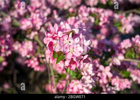 Posen, Wielkopolska, Polen. April 2020. Internationaler Tag Der Mutter Erde. Im Bild: Der Botanische Garten der Adam Mickiewicz Universität in Poznan. Quelle: Dawid Tatarkiewicz/ZUMA Wire/Alamy Live News Stockfoto