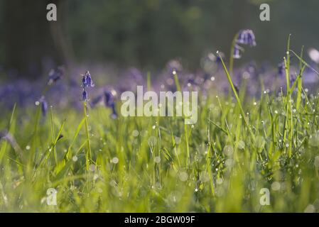 Blaubellen und Tau Bokeh- Blickling, Mai 2016 Stockfoto