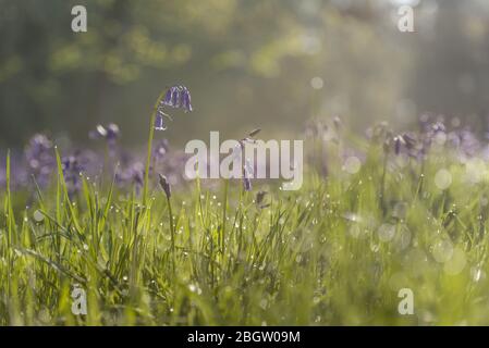 Blaubellen und Tau Bokeh- Blickling, Mai 2016 Stockfoto