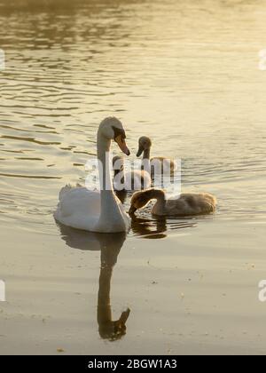 Stummer Schwan und drei Cygnets, auf goldenem Wasser- Whitlingham, Juli 2016 Stockfoto