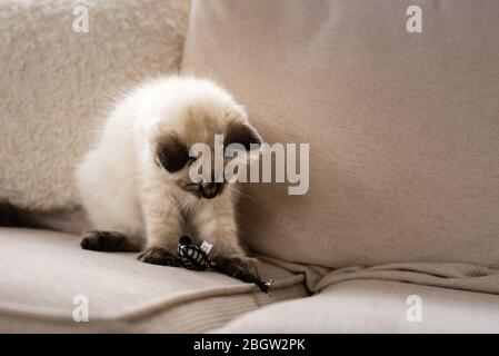 Blau spitz Ragdoll Kätzchen zu Hause - September 2016 Stockfoto