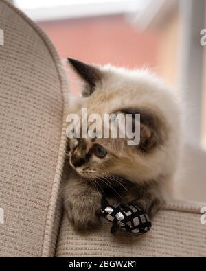Blau spitz Ragdoll Kätzchen zu Hause - September 2016 Stockfoto