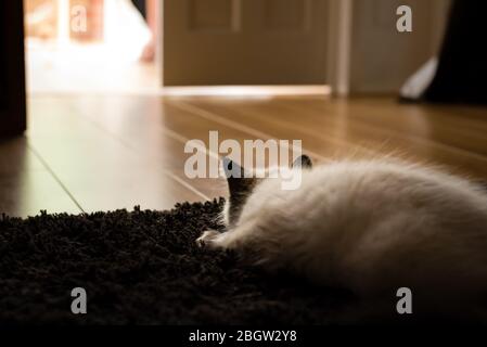 Blau spitz Ragdoll Kätzchen zu Hause - September 2016 Stockfoto