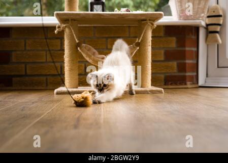 Blau spitz Ragdoll Kätzchen zu Hause - September 2016 Stockfoto