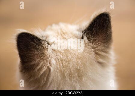 Blau spitz Ragdoll Kätzchen zu Hause - September 2016 Stockfoto