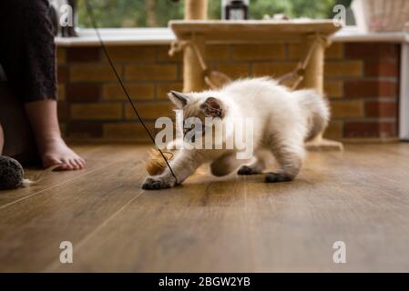 Blau spitz Ragdoll Kätzchen zu Hause - September 2016 Stockfoto