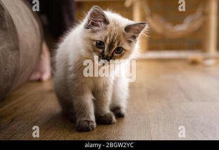 Blau spitz Ragdoll Kätzchen zu Hause - September 2016 Stockfoto
