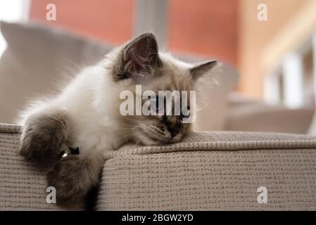 Blau spitz Ragdoll Kätzchen zu Hause - September 2016 Stockfoto