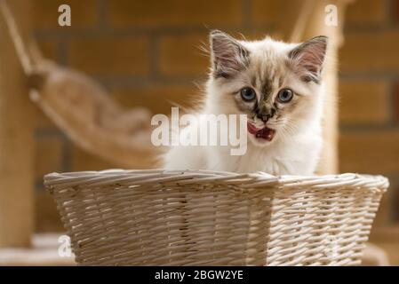Blau spitz Ragdoll Kätzchen zu Hause - September 2016 Stockfoto