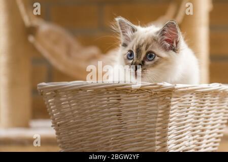 Blau spitz Ragdoll Kätzchen zu Hause - September 2016 Stockfoto