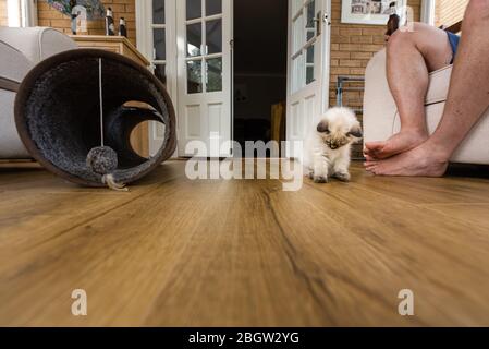 Blau spitz Ragdoll Kätzchen zu Hause - September 2016 Stockfoto