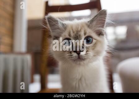 Blau spitz Ragdoll Kätzchen zu Hause - September 2016 Stockfoto