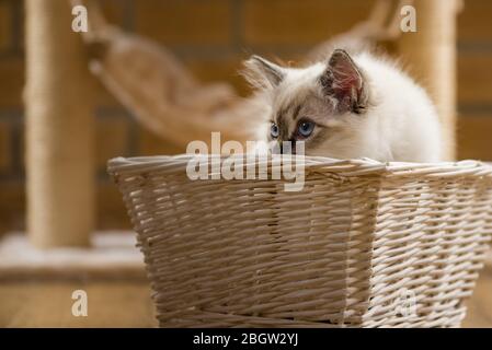 Blau spitz Ragdoll Kätzchen zu Hause - September 2016 Stockfoto