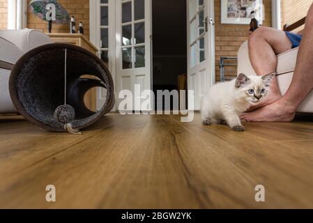 Blau spitz Ragdoll Kätzchen zu Hause - September 2016 Stockfoto
