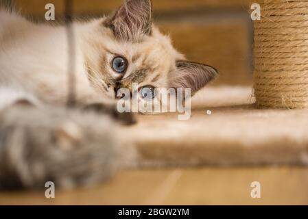 Blau spitz Ragdoll Kätzchen zu Hause - September 2016 Stockfoto