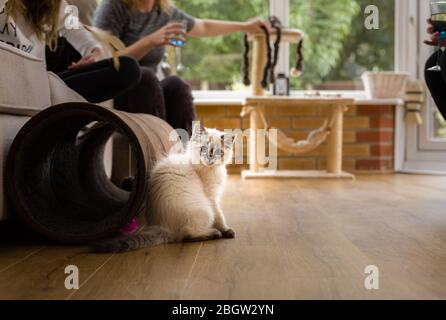 Blau spitz Ragdoll Kätzchen zu Hause - September 2016 Stockfoto