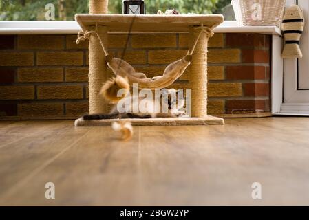 Blau spitz Ragdoll Kätzchen zu Hause - September 2016 Stockfoto
