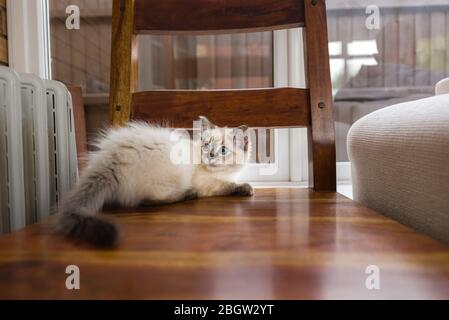 Blau spitz Ragdoll Kätzchen zu Hause - September 2016 Stockfoto