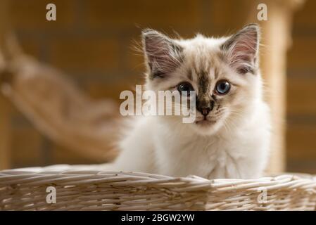 Blau spitz Ragdoll Kätzchen zu Hause - September 2016 Stockfoto