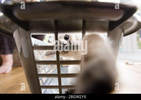 Blau spitz Ragdoll Kätzchen zu Hause - September 2016 Stockfoto